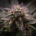 Pink Rozay (Zamnesia Seeds) féminisée