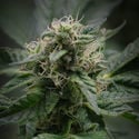 Pink Rozay (Zamnesia Seeds) féminisée
