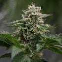 Pink Rozay (Zamnesia Seeds) féminisée