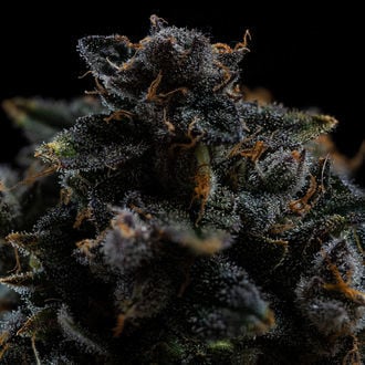 Pink Rozay (Zamnesia Seeds) féminisée