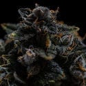 Pink Rozay (Zamnesia Seeds) féminisée