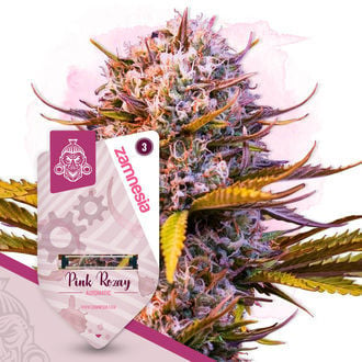 Pink Rozay Automatic (Zamnesia Seeds) féminisée