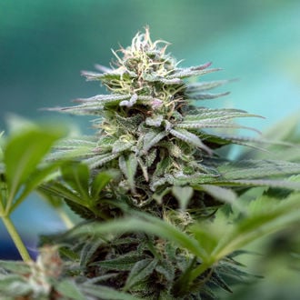 Apple Fritter (Zamnesia Seeds) féminisée