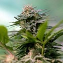 Apple Fritter (Zamnesia Seeds) féminisée