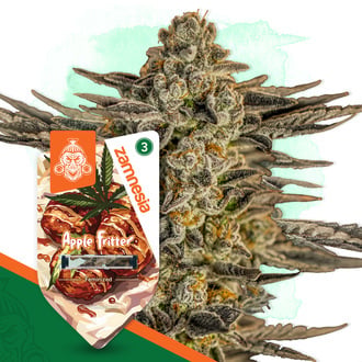 Apple Fritter (Zamnesia Seeds) f&eacute;minis&eacute;e