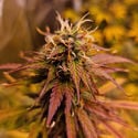 Apple Fritter Automatic (Zamnesia Seeds) féminisée