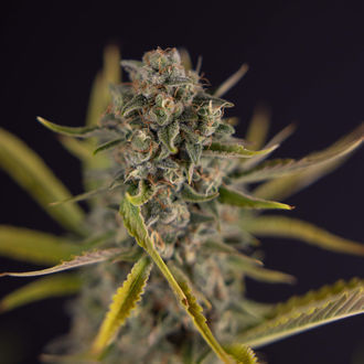 Apple Fritter Auto (Zamnesia Seeds) féminisée