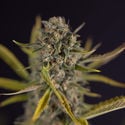 Apple Fritter Automatic (Zamnesia Seeds) féminisée