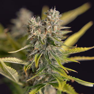 Apple Fritter Auto (Zamnesia Seeds) féminisée