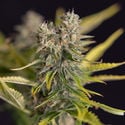 Apple Fritter Automatic (Zamnesia Seeds) féminisée