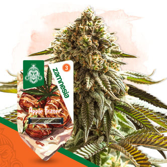 Apple Fritter Auto (Zamnesia Seeds) f&eacute;minis&eacute;e