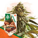 Apple Fritter Auto (Zamnesia Seeds) féminisée