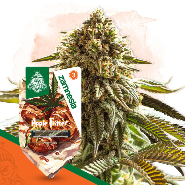 Apple Fritter Auto (Zamnesia Seeds) féminisée