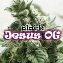 Black Jesus OG (Dr Underground) féminisée