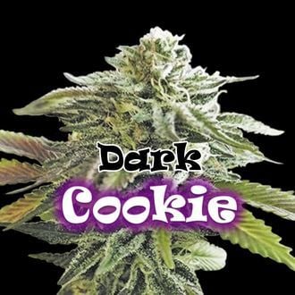 Dark Cookie (Dr. Underground) féminisée