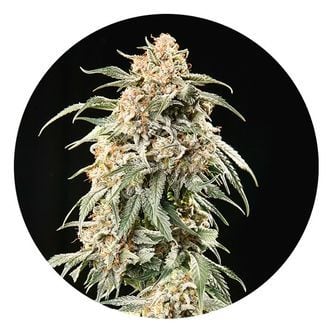 Auto Tao Mix 2 (Top Tao Seeds) régulière