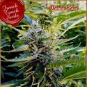 Nuttea Haze (French Touch Seeds) Féminisée