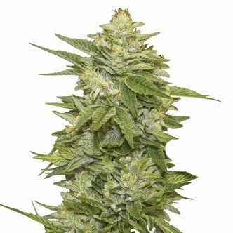 GG-48 (Nirvana Seeds) Féminisée