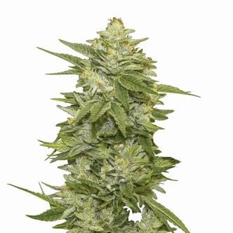 GG-48 Auto (Nirvana) féminisée