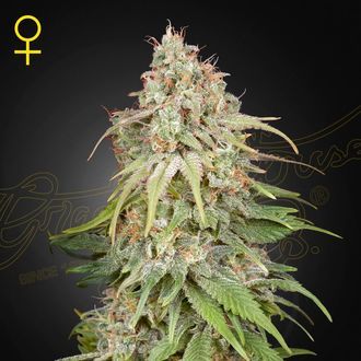 GH Amnesia (Greenhouse Seeds) féminisée