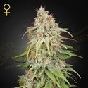 GH Amnesia (Greenhouse Seeds) féminisée