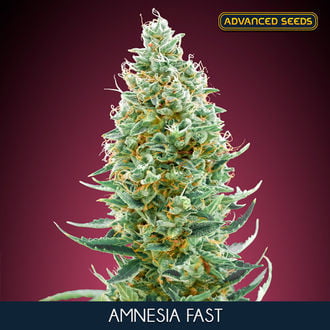 Amnesia Fast (Advanced Seeds) féminisée