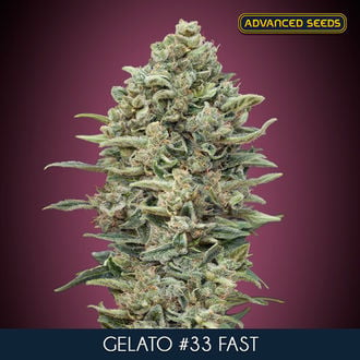 Gelato 33 Fast (Advanced Seeds) Féminisée