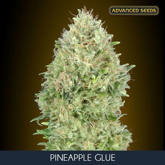 Pineapple Glue (Advanced Seeds) feminized