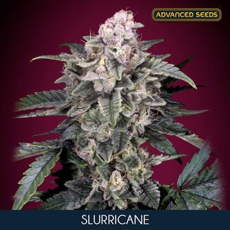 Slurricane (Advanced Seeds) feminized