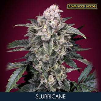 Slurricane (Advanced Seeds) féminisée