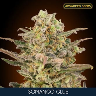 Somango Glue (Advanced Seeds) Féminisée