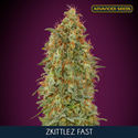 Zkittlez Fast (Advanced Seeds) féminisée