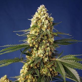 Strawberry Banana Gelato XL Auto (Sweet Seeds) feminized