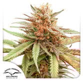 Durban Dew (Dutch Passion) feminized