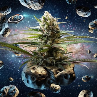 Intergelatic Kush (Kannabia x Zamnesia) féminisée