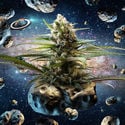 Intergelatic Kush (Kannabia x Zamnesia) féminisée