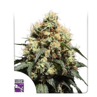 Bruce Lemon Diesel (Super Sativa Seed Club) féminisée