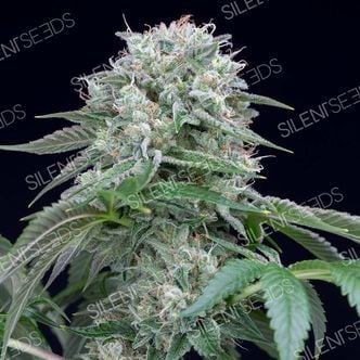 Starfire OG (Silent Seeds) féminisée