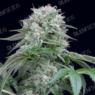 Starfire OG (Silent Seeds) féminisée
