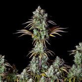Original Big Bud Auto (FastBuds) féminisée