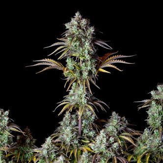 Original Big Bud Auto (FastBuds) féminisée