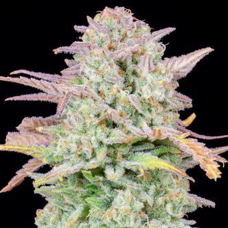 Original Trainwreck Auto (FastBuds) féminisée