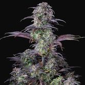 Original Blueberry Auto (FastBuds) féminisée