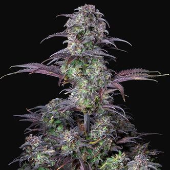 Original Blueberry Auto (FastBuds) féminisée