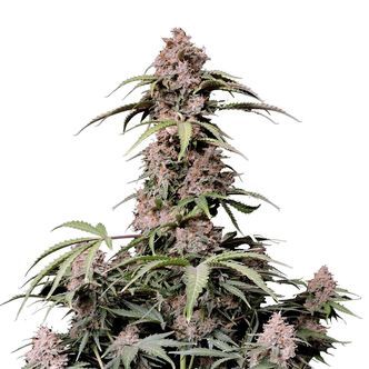 Amnesia Zkittlez Auto (FastBuds) féminisée