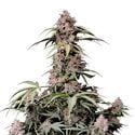 Amnesia Zkittlez Auto (FastBuds) féminisée