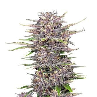 Banana Purple Punch Auto (FastBuds) féminisée