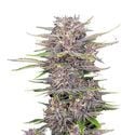 Banana Purple Punch Auto (FastBuds) féminisée