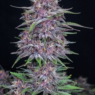 Banana Purple Punch Auto (FastBuds) féminisée