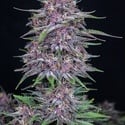 Banana Purple Punch Auto (FastBuds) féminisée